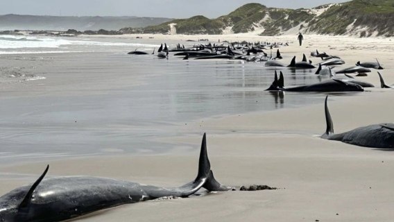 Sobre: Golfinhos serão sacrificados após...