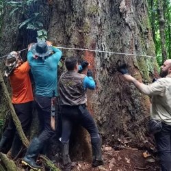 Divulgação/Projeto Árvores Gigantes da Amazônia