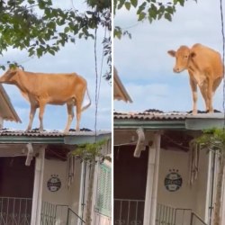 Reprodução / Redes sociais