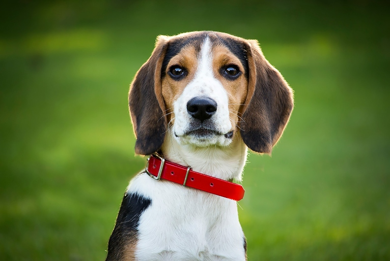 Pátio Higienópolis promove feira de adoção de pets neste sábado (15); veja como adotar um bichinho