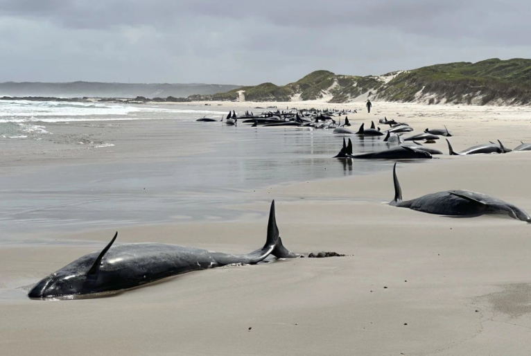 Golfinhos serão sacrificados após encalharem na Austrália