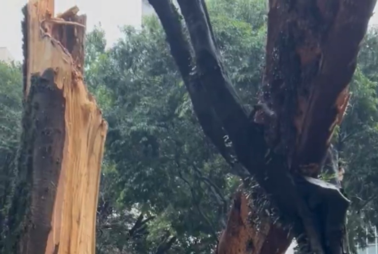 Chuva em São Paulo derruba terceira árvore mais velha da cidade