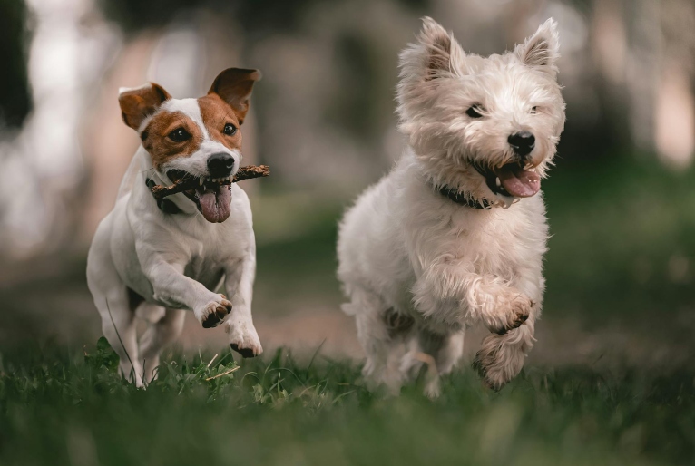 SP: Secretaria Municipal da Saúde promove campanha de vacinação contra a raiva em cães e gatos