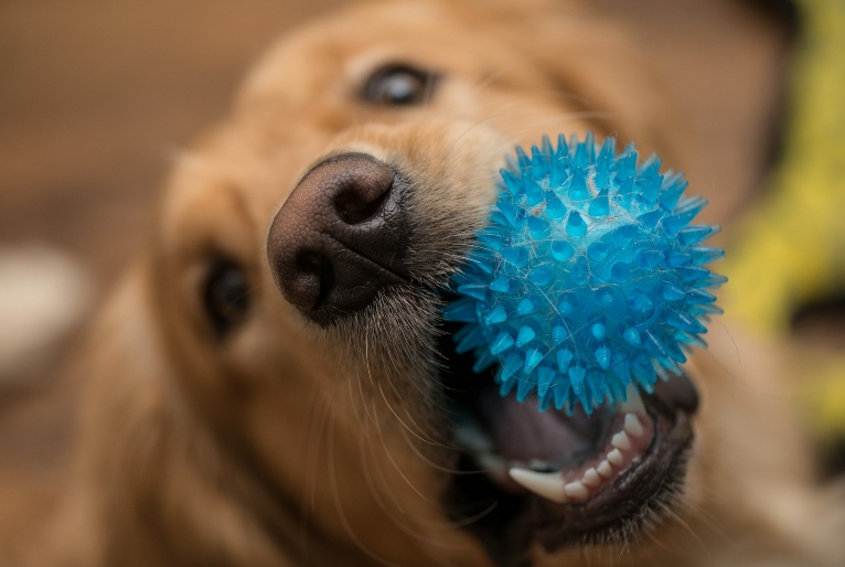 Shopping ABC promove evento de adoção de cães e gatos neste sábado (22)