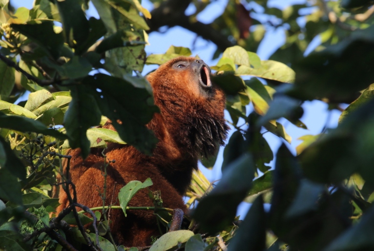 Reprodução/ Governo de São Paulo