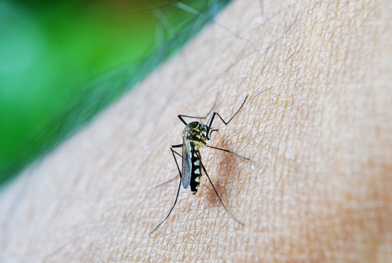  O que fazer e o que evitar em caso de dengue