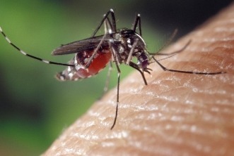 Principais sintomas da dengue 